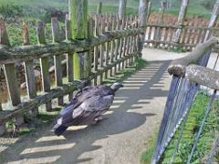 149 BIO PARC DE DOUE LA FONTAINE 6- 2016_000024
